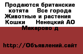 Продаются британские котята  - Все города Животные и растения » Кошки   . Ненецкий АО,Макарово д.